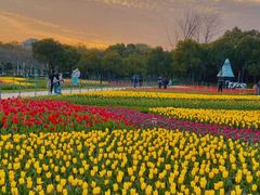 -大宁郁金香公园-停车场