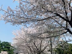 -武汉大学-樱园