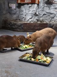 -Zoolung Zoolung动物主题公园(海信广场店)