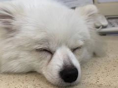 -宠颐生嘉德动物医院