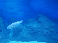 -烟台海昌鲸鲨海洋公园