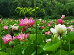-东郊湿地公园