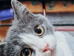 -御宝贝·A梦猫科宠物医院(国际猫友好医院)