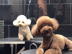 -小尾巴宠物店(万科·金域华庭店)