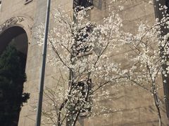 -武汉大学-樱园