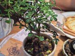-CURRY YA 熟成咖哩專門店(深圳湾万象城店)