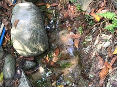 -火炉山森林公园