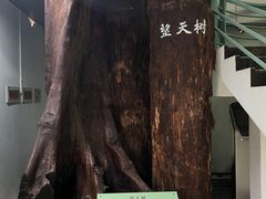-中国科学院西双版纳热带植物园