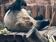 -石家庄市动物园