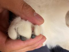 -哈尼爱宠·宠物生活会馆