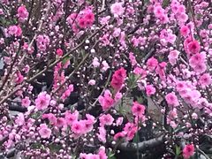 -茶花妹子云南餐厅(传媒大学店)