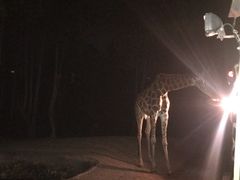 -清迈夜间动物园