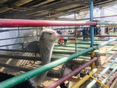 -南宫五洲植物乐园