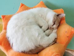 -猫在这儿猫咪咖啡馆·撸猫馆