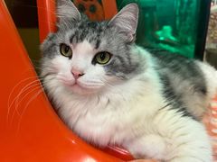 -猫咪博物馆(顶澳仔猫街店)