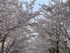 -高东镇樱花园