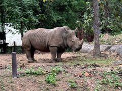 -清迈夜间动物园