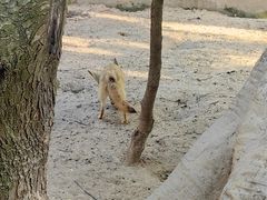-上海野生动物园