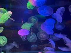 -太平洋海底世界