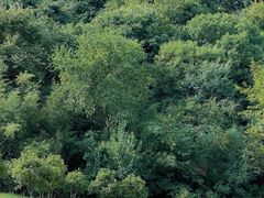 -燕子河大峡谷天坑仙境