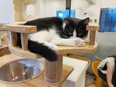 -有喵·猫咖·狗咖·30几只猫10只小狗(岗厦店)