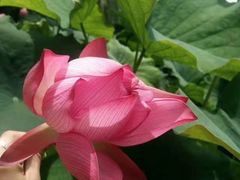 -荷塘月色湿地公园·向阳花洲
