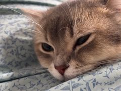 -瑞派动物医院·绝育·犬猫全科·预防医学(光景江南中店)