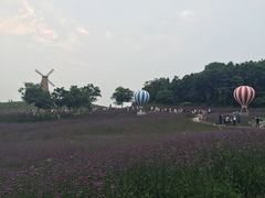 -大塘金香草谷
