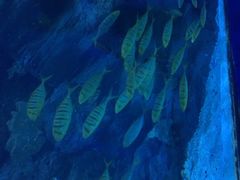 -左海海底世界