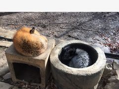 -宫城藏王狐狸村