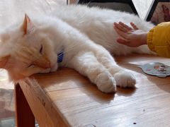 -猫小院猫主题咖啡厅(北锣店)