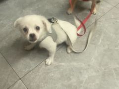 -半岛宠物医院24小时(白果林店)