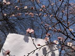 -桃花堤公园