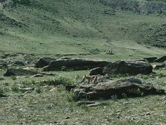 -石条山