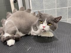 -1013 PET SHOP 宠物商店(近铁城市广场店)