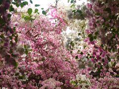 -深圳国际园林花卉博览园