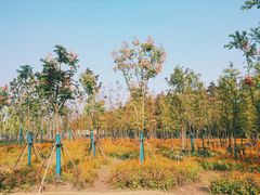 -上海长兴岛郊野公园