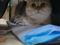 -北京观赏动物医院·24小时大型综合·猫专科·异宠专科