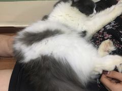 -李小姐の猫咖啡馆(五角场店)