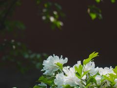 -北京市劳动人民文化宫(太庙)