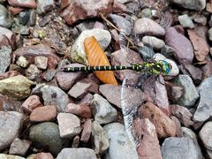 -云岫谷游猎自然风景区