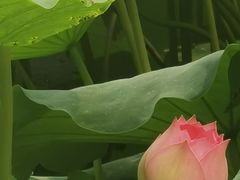 -洛阳市隋唐城遗址植物园