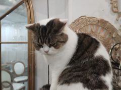-共舞时光猫咖·狗咖(新街口店)