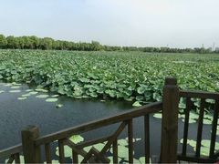 -荷塘月色湿地公园·向阳花洲