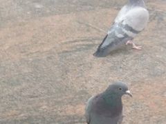 -谢列梅捷沃国际机场