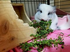 -瑞派·关忠动物医院·异宠专科·犬猫肿瘤·皮肤专科(望京店)