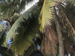 -东郊椰林