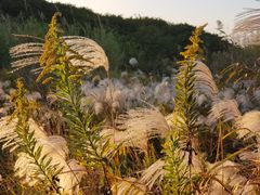 -上海国际音乐村