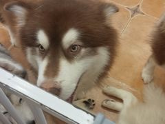 -Let's go狗咖·猫咖·奶狗·桌游(春熙路IFS店)