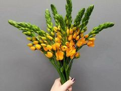 -龙凤点心饼家·39年老字号(松岗店)